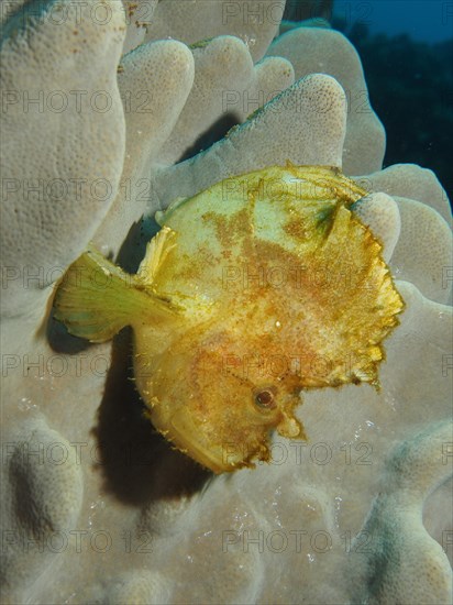 Yellow leaf scorpionfish