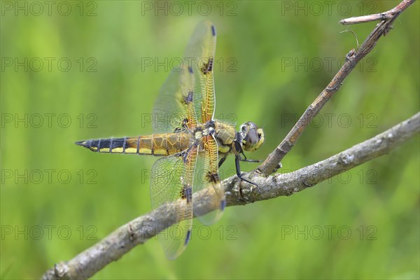 Four-spotted chaser