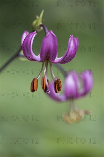 Martagon lily