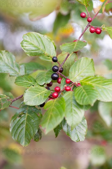 Alder buckthorn