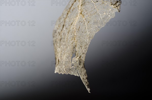Fine Details of a Leaf Skeleton