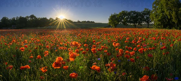 Poppy flowers