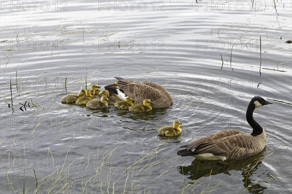 Canada geese