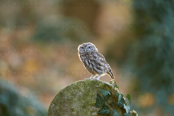 Little Owl