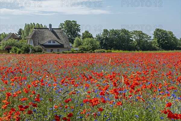 Poppy flowers