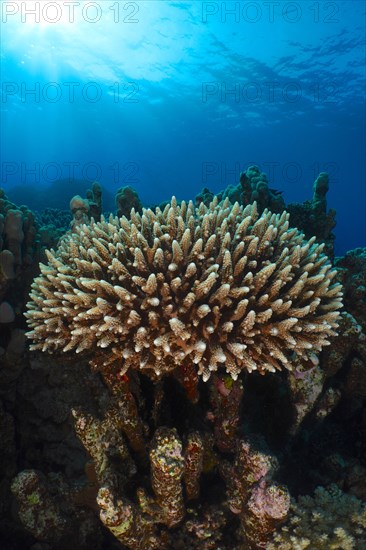 Low staghorn coral