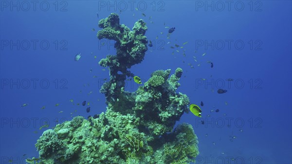 Silhouette of coral formation of an unusual bizarre shape on seabed