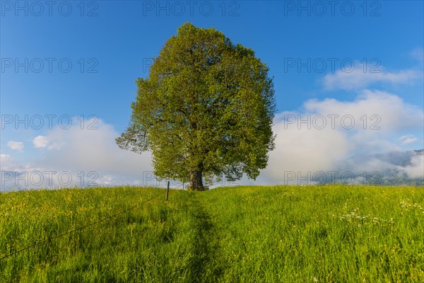 Peace lime tree