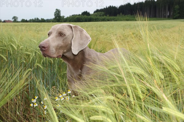 Hunting dog shorthaired Weimaraner in portrait