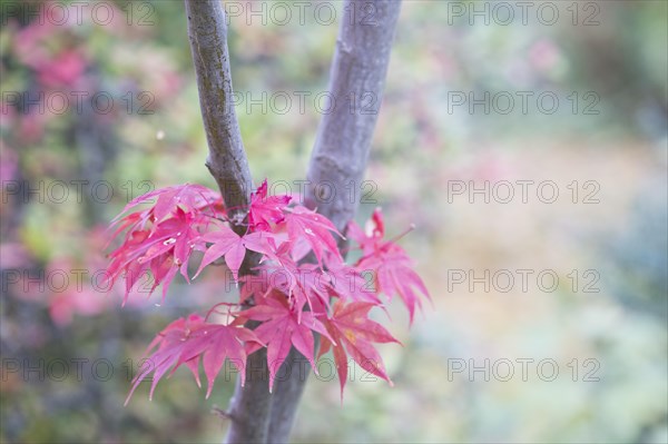 Red-leaved smooth japanese maple