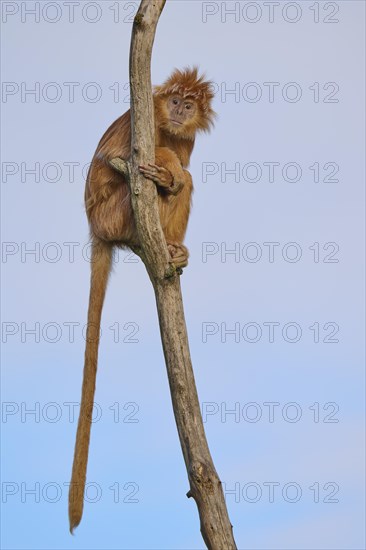 Javan lutung