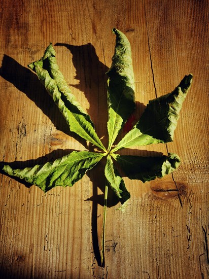 Horse chestnut leaf on a wooden board