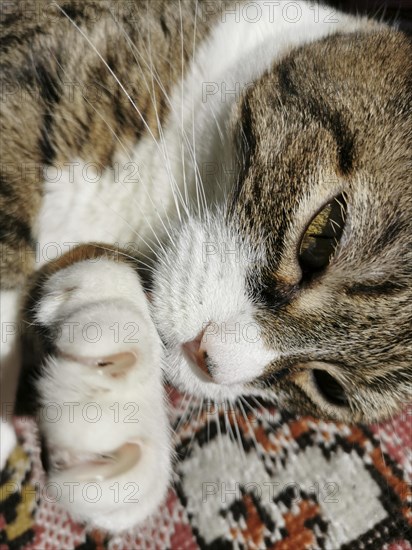 Cat claws on a colored carpet