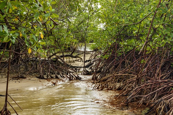 Dense mangrove vegetation where the river meets the sea at Sargi beach in Serra Grande on the south coast of Bahia