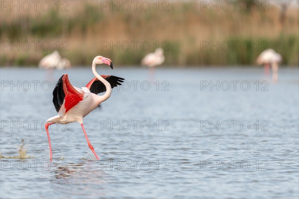 Greater flamingos