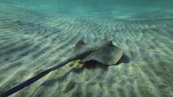 Back vieew of Stingray floating over seabed on sunny day.Blue spotted Stingray or Bluespotted Ribbontail Ray