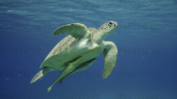 Great Green Sea Turtle