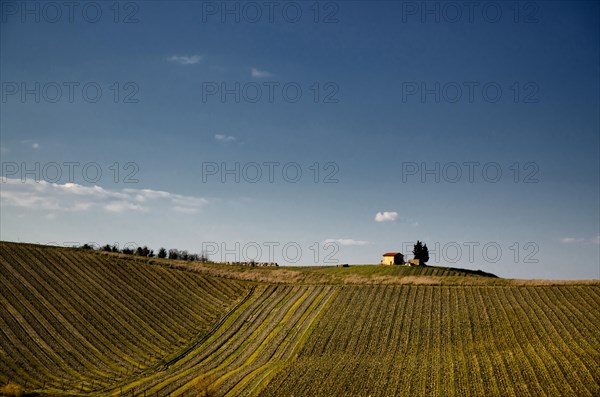 Vineyard with a Hut and Tree and Blue Sky in Tuscany