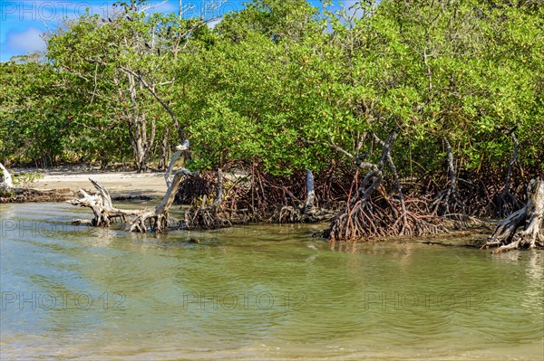 Mangrove with its trees and roots sprouting from the waters where the river meets the sea in Serra Grande