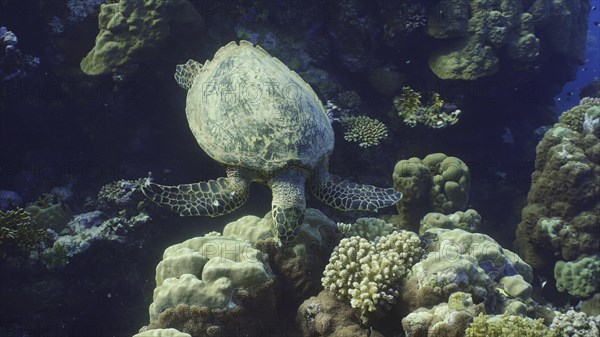 Top view of Hawksbill Sea Turtle