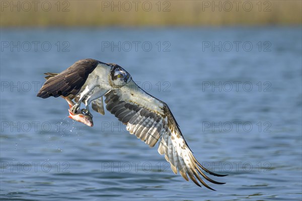 Western osprey