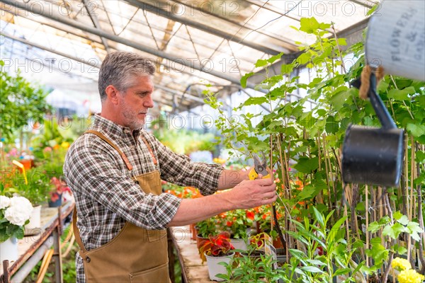 Gardener working in a nursery inside the greenhouse cutting the flowers