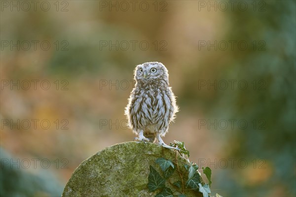 Little Owl