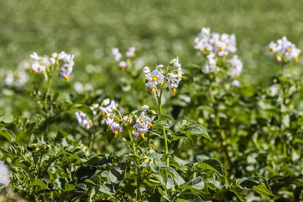 Dryness in the fields is causing problems for farmers and vegetable growers. Vegetable cultivation on the Filder fields