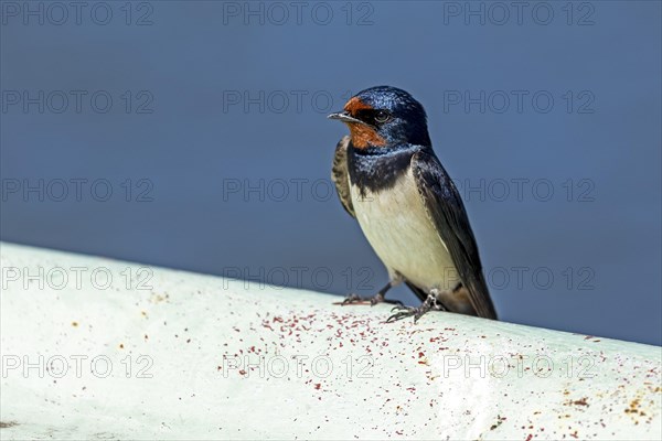 Barn swallow