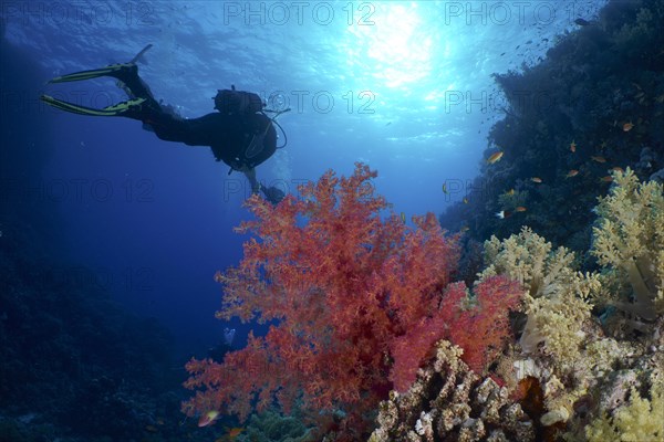 Hemprich's tree coral