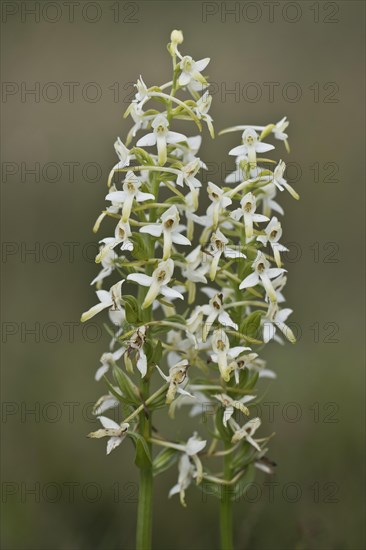 Lesser butterfly-orchid