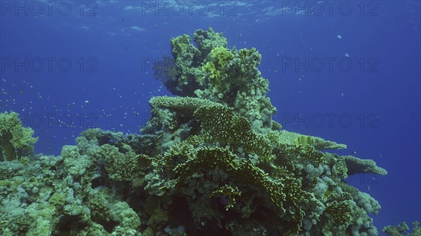 Beautiful tropical coral reef in coral garden in blue deep sea colorful fish swims around reefs