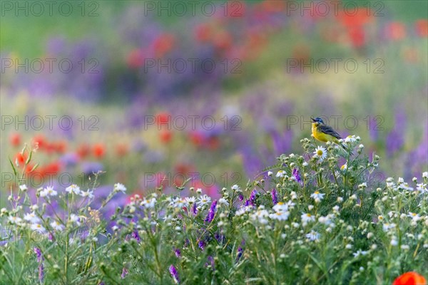 Western yellow wagtail