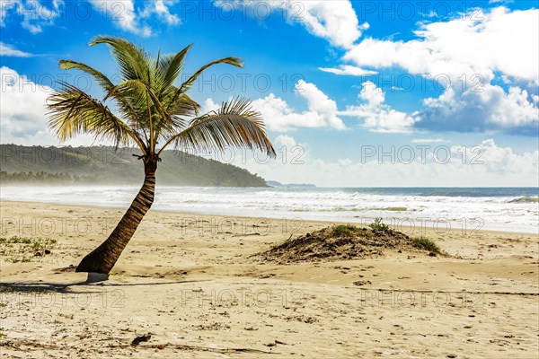 Coconut tree sprouting in the sand with the waves in the background at Pe de Serra beach in Serra Grande on the coast of Bahia