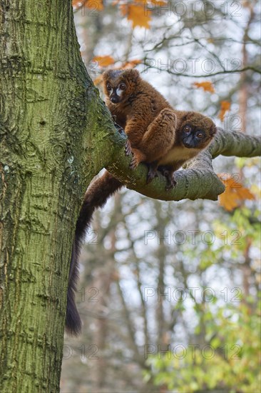 Red-bellied lemur