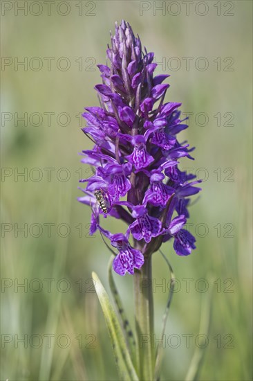 Southern marsh orchid