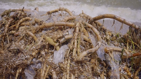 Close up of plastic mixed with reed roots lies on sand