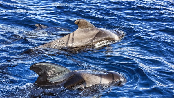 Pilot whale