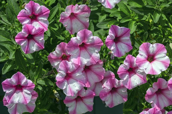 Petunias