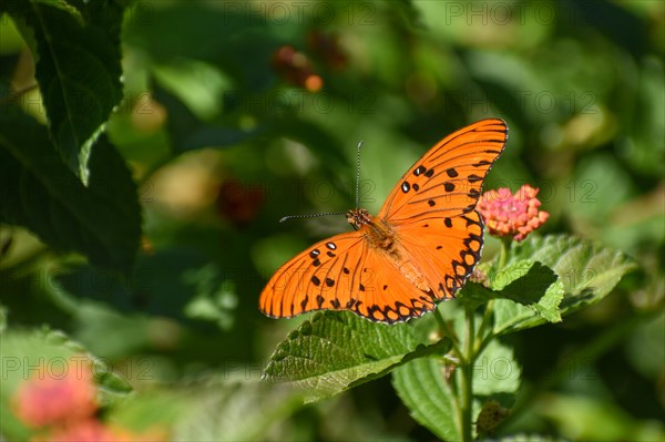 A butterfly of the genus Agraulis vanillae maculosa