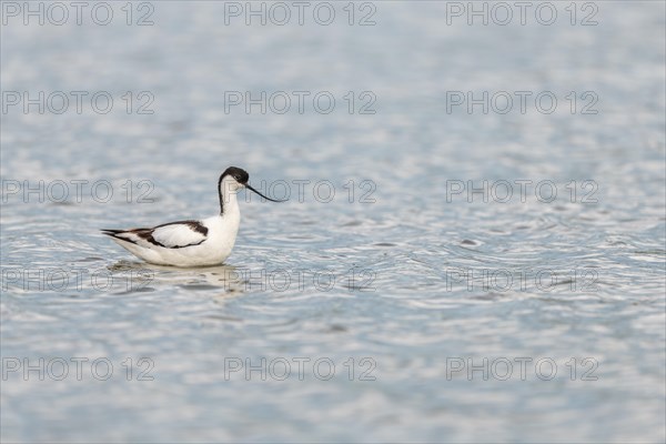 Pied Avocet