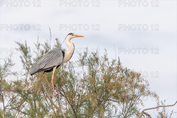 Grey heron