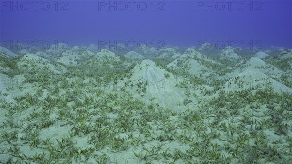 Seagrass bed on hilly sand bottom. Seabed sandy hills covered with Smooth ribbon seagrass