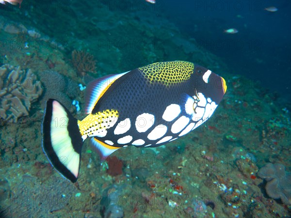 Clown triggerfish