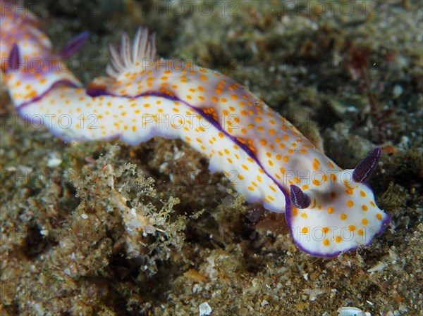 Magnificent star snail