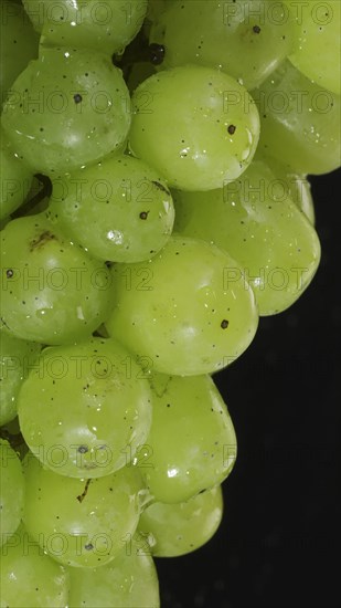 Close-up of bunch of white grapes with water drops