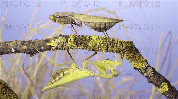 Large female praying mantis goes under tree branch on which another female sits and looks at her. Transcaucasian tree mantis