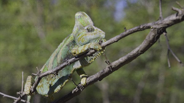 Disgruntled elderly chameleon lies on thorny branch of tree. Veiled chameleon