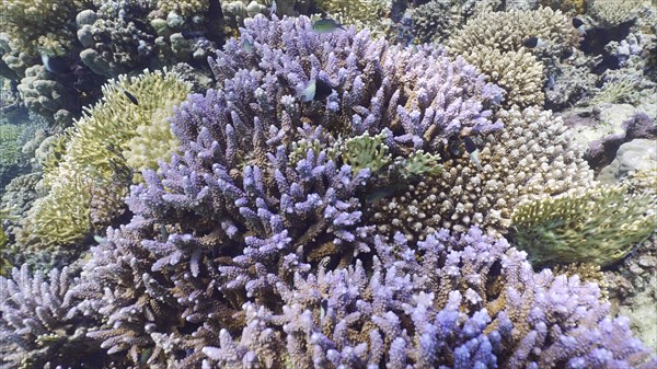 Multicolored coral reef in shallow water on sunny day