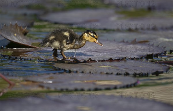 Duckling mallard